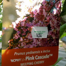 Load image into Gallery viewer, Prunus yedoensis x incisa Pink Cascade
